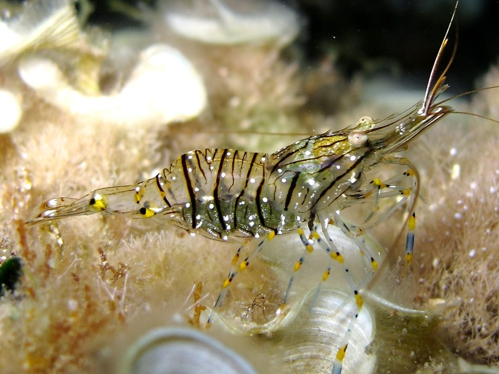 Differenze tra Palaemon serratus e Palaemon elegans